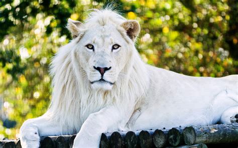 White Lion Betano